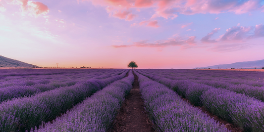 Lavendel-Extrakt: Dein natürlicher Weg zur Entspannung